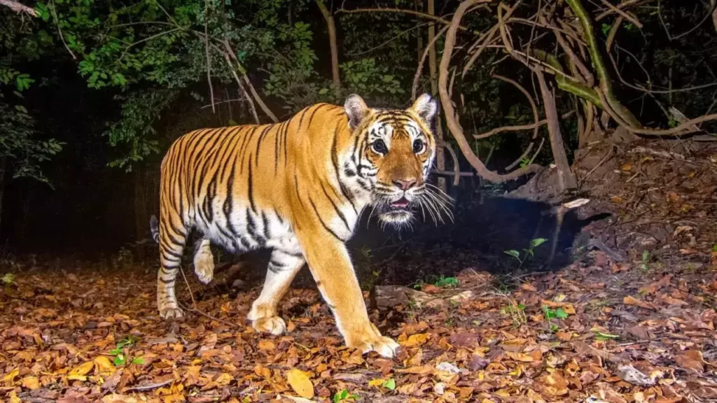 Srisailam Tiger Reserve